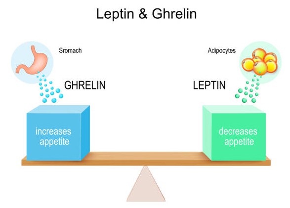 hunger hormone two(a)